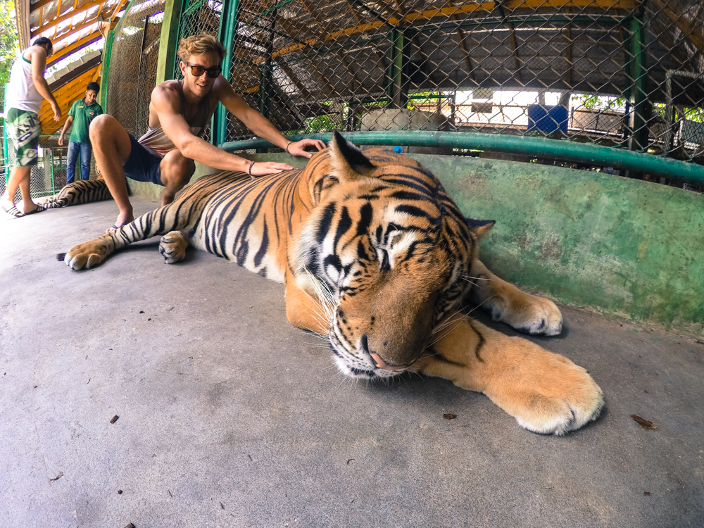 Phuket Tiger